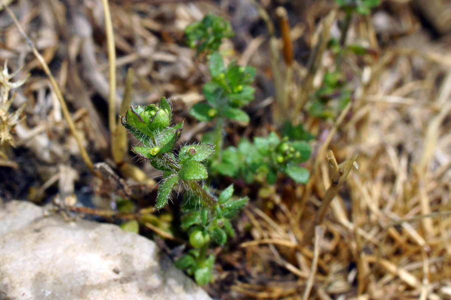 Cruciata pedemontana